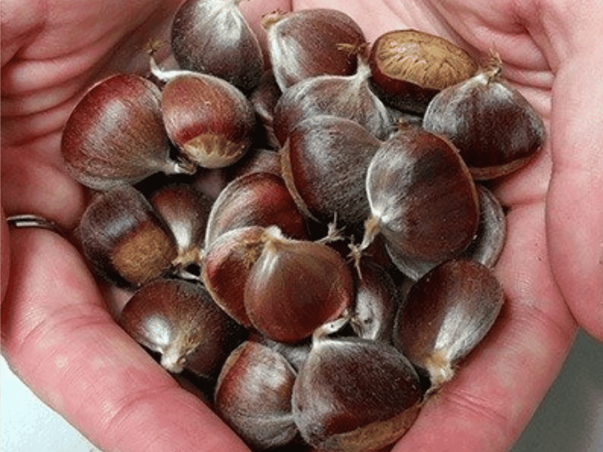 American Chestnut Restoration — Free Chestnut Seeds