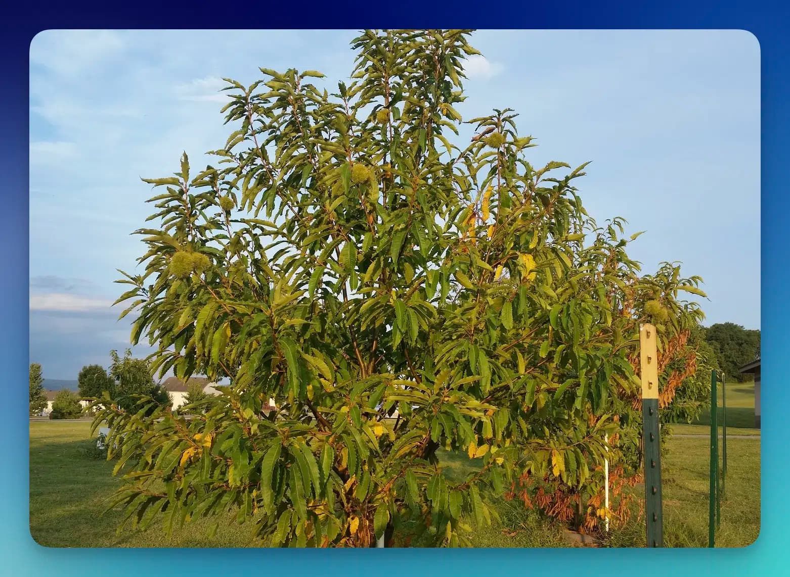 American Chestnut Restoration Foundation — Free Tree Nut