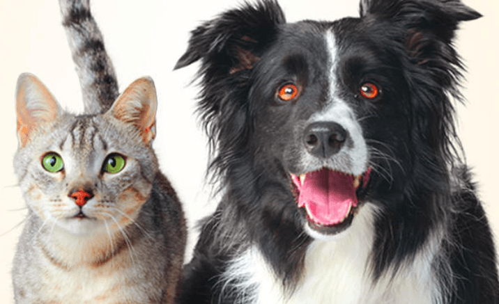 Purina — $5 Off Bag of Pet Food Coupon