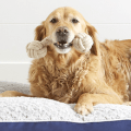 amazon pet supplies