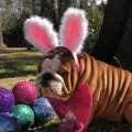 PetSmart: FREE Photo with the Easter Bunny (April 9th) cadbury bunny contest