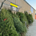 christmas trees for sale