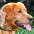 dog with flea collar