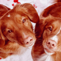 dogs looking upwards