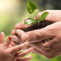 free seedling