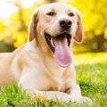 lab dog laying in grass