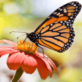 monarch butterfly