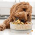 nom nom dog food
