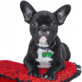 pet fetch smart pet tags