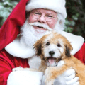 petsmart photo with santa