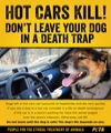 pita hot cars kill