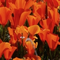 poppies