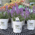 proven winners flowers