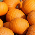 pumpkins