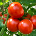 tomatoes