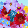 wildflower seeds