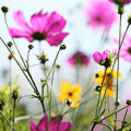 wildflower