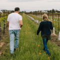 wine country